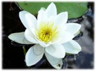Spirit ALternativMedicin -